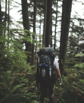 Treeking